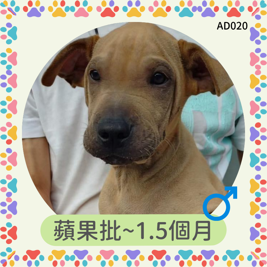 蘋果批